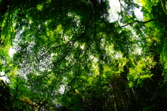 竹林の世界～報国寺～①