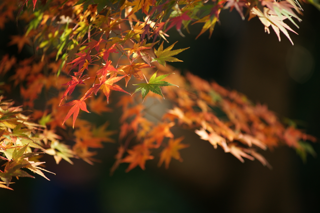 黄葉・紅葉 ぶら散歩 国営昭和記念公園 2015 11/15 DSC00811