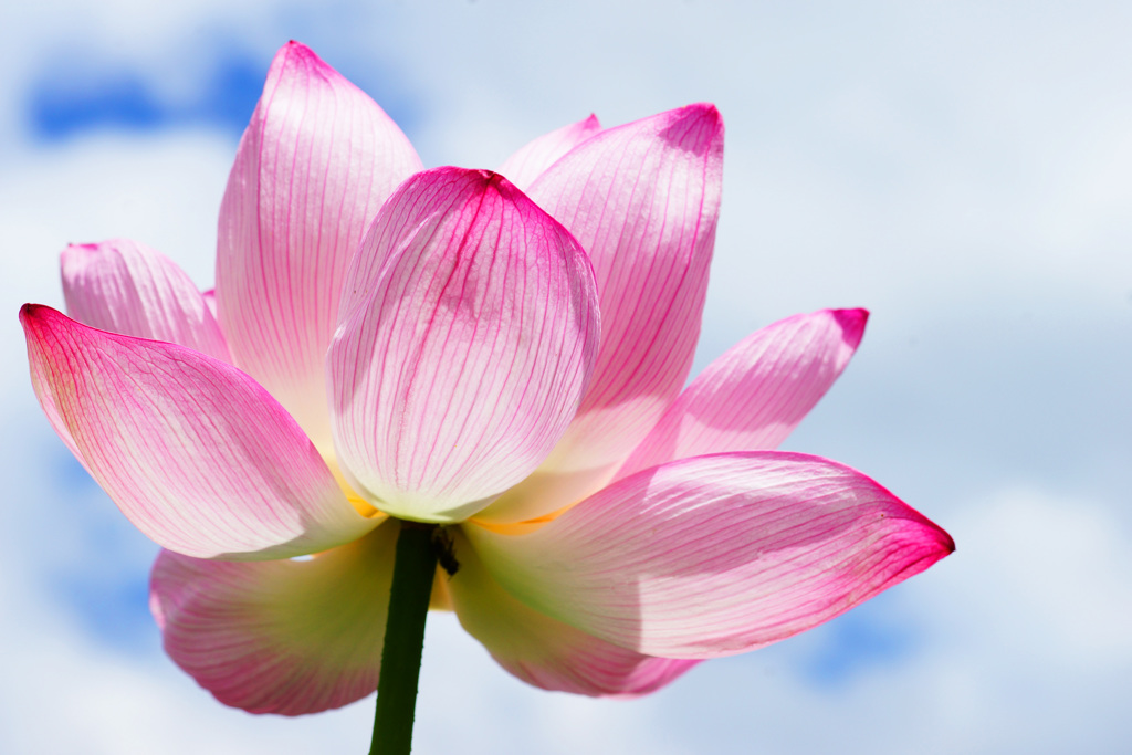 天空に咲く蓮華