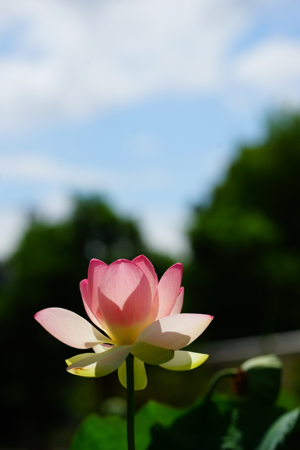 夏の花 2016 7/31 DSC06826