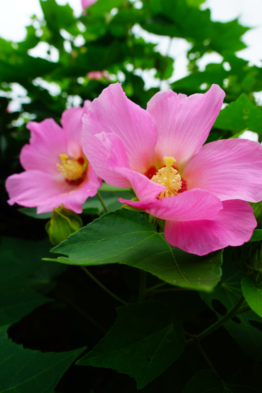 夏の朝ぶら 2016 7/16 DSC05961