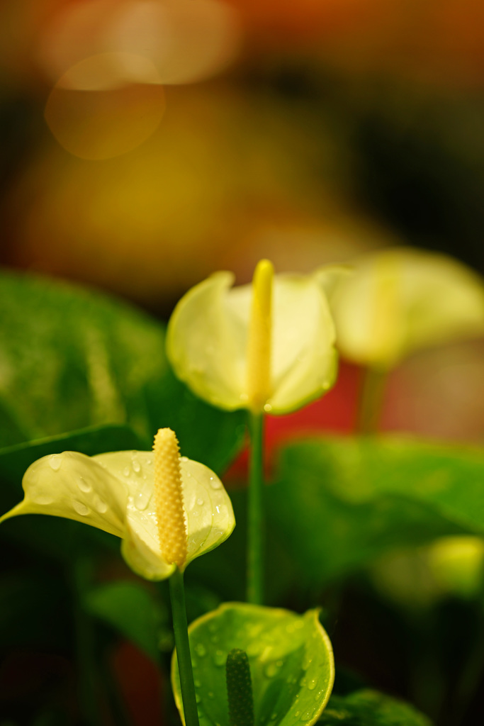 暫し暑さを忘れよう～観葉植物を眺めて ④