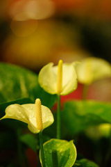 暫し暑さを忘れよう～観葉植物を眺めて ④