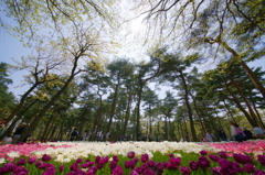 いざ、国営ひたち海浜公園 2016 4/23 DSC05746