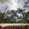 いざ、国営ひたち海浜公園 2016 4/23 DSC05746