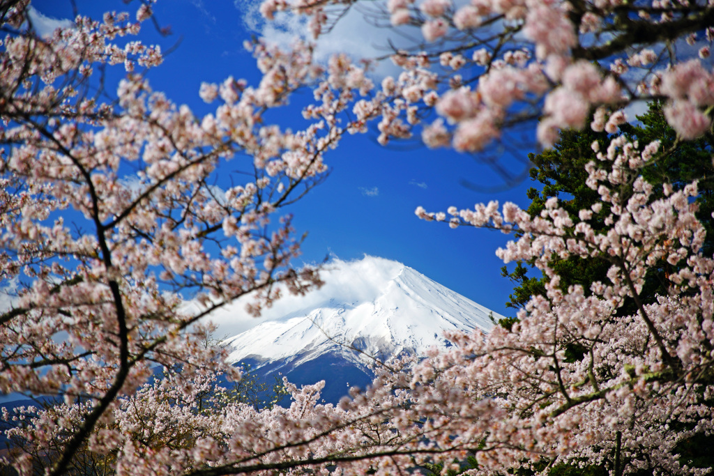 みんな桜と富士山が好き…②