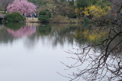 春散策 新宿御苑 2016 3/12 DSC03867
