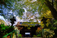 晩秋の妙本寺山門