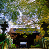 晩秋の妙本寺山門