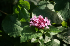 ぶら散歩 三渓園 7/20 DSC02674