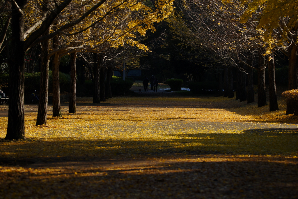 去りゆく秋の光と影～南郷上ノ山公園～