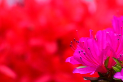 ぶらっとツツジ三昧～色々～⑬