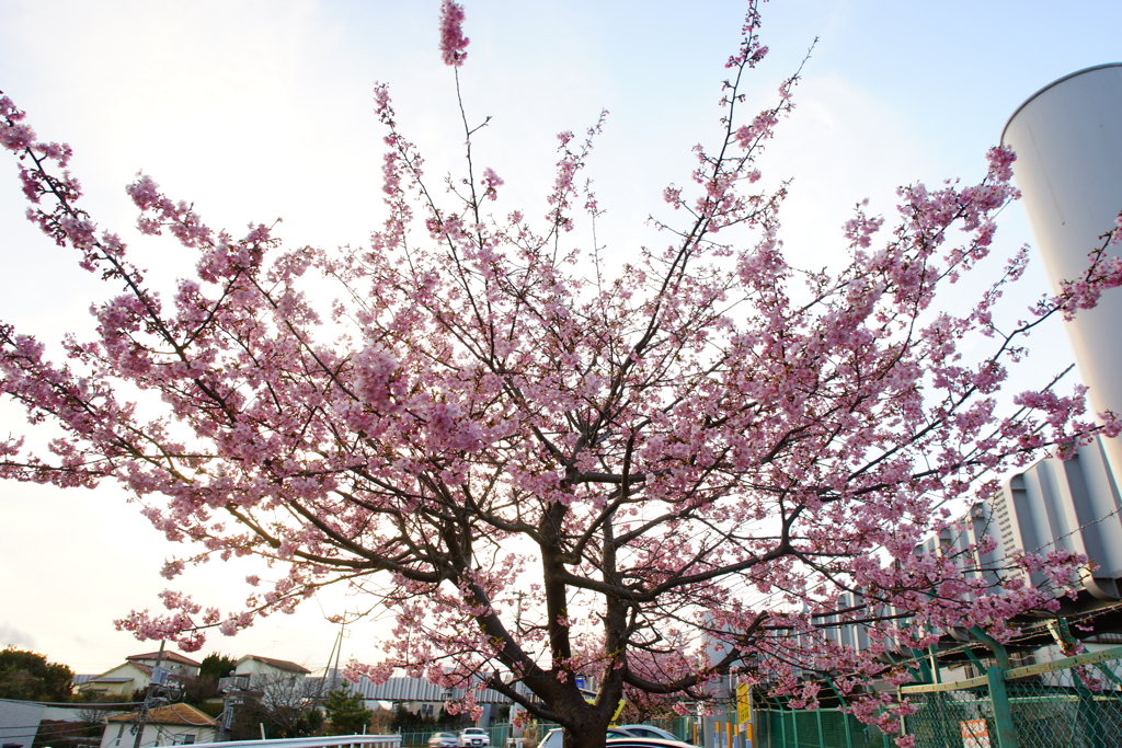 片瀬山の河津桜 ②