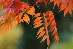 鮮やかな秋色～メタセコイアの森～