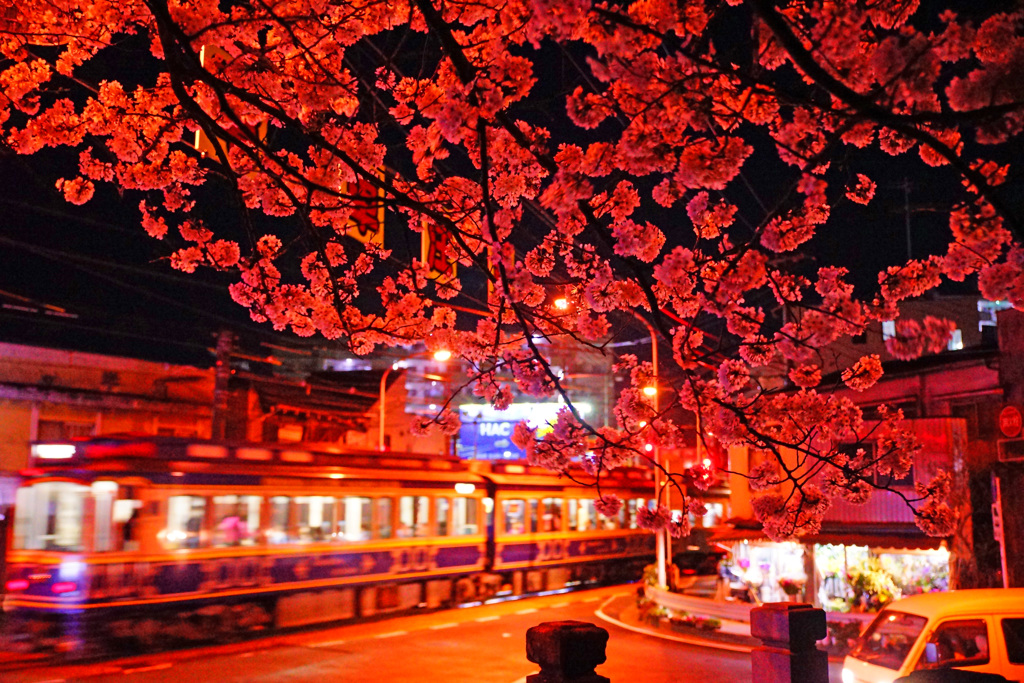 妖艶夜桜