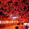 妖艶夜桜
