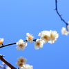 青空に春告げる ④