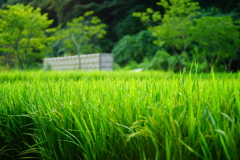 広町の水田 DSC08952