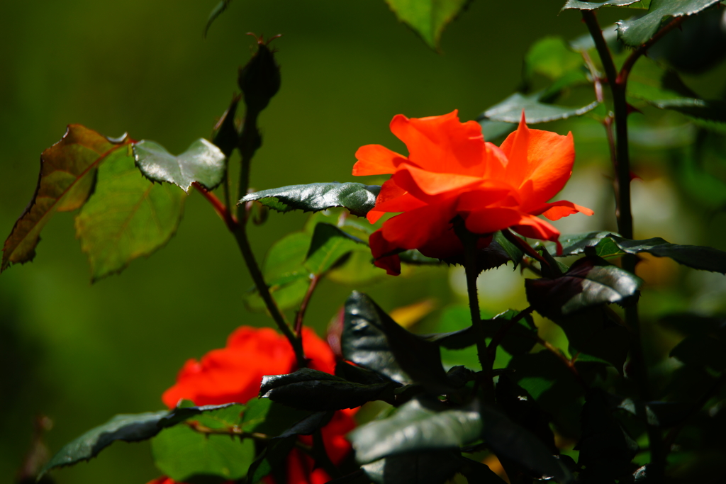 薔薇色の光に癒されて ③
