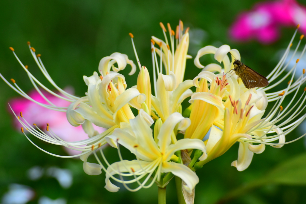 そろそろお彼岸～白花曼珠沙華～  DSC_2979