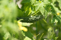 ぶら散歩 7/20 DSC02874