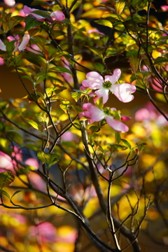 朝の光の中で～花水木～