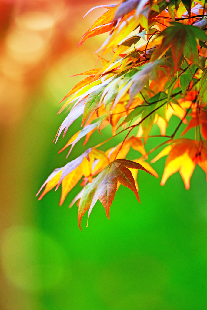春紅葉を楽しまないなんて…勿体ない ③