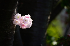 朝の光の中で～八重桜～③