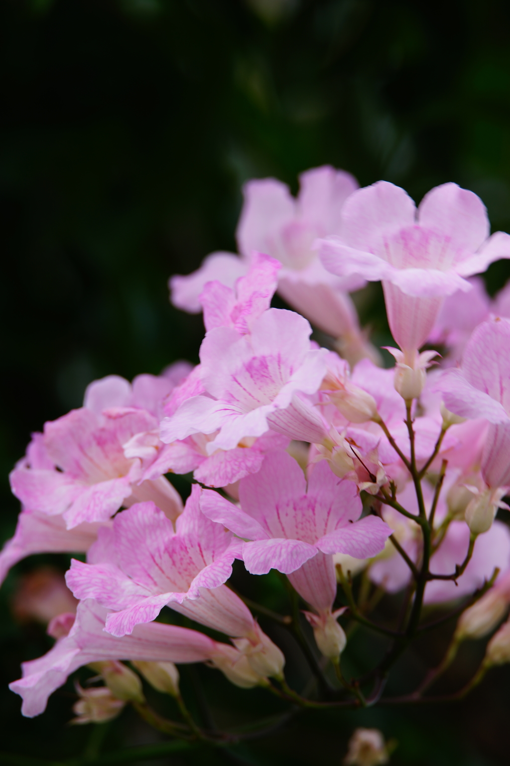 夏の花 朝ぶら 2016 7/3 DSC05094