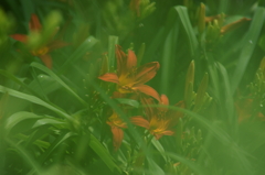 横須賀菖蒲園にて 6/6 DSC00423