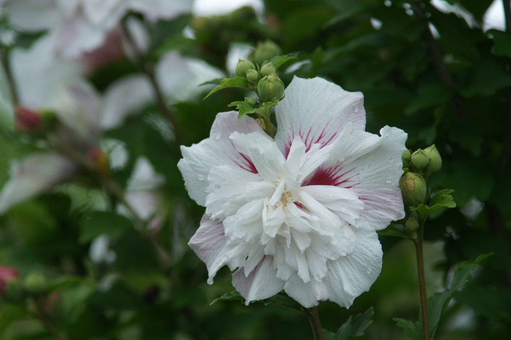 雨上がりの花菜ガーデンにて 6/27 DSC01772