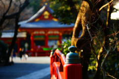 柔らかな春の光の中で...華やぐ鎌倉
