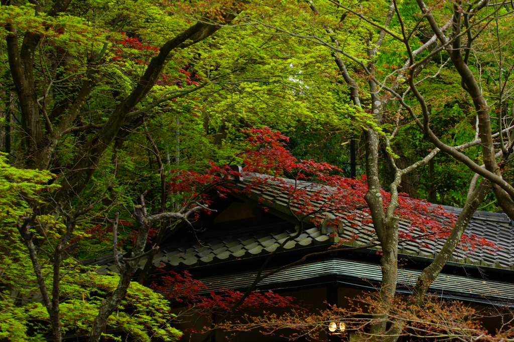 北鎌倉 ぶら散歩 2016 4/10 DSC08667