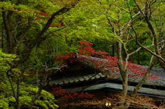 北鎌倉 ぶら散歩 2016 4/10 DSC08667