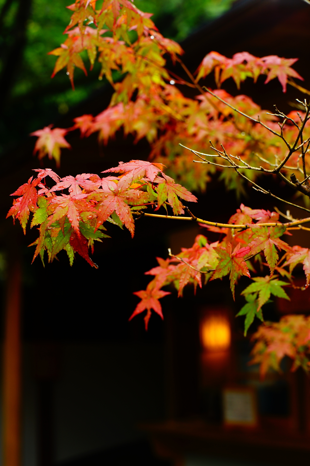 紅葉 報国寺   2016 8/20 DSC08218