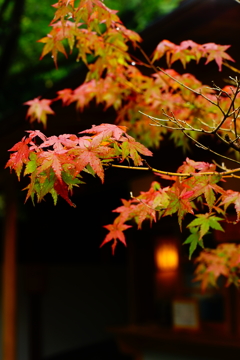紅葉 報国寺   2016 8/20 DSC08218