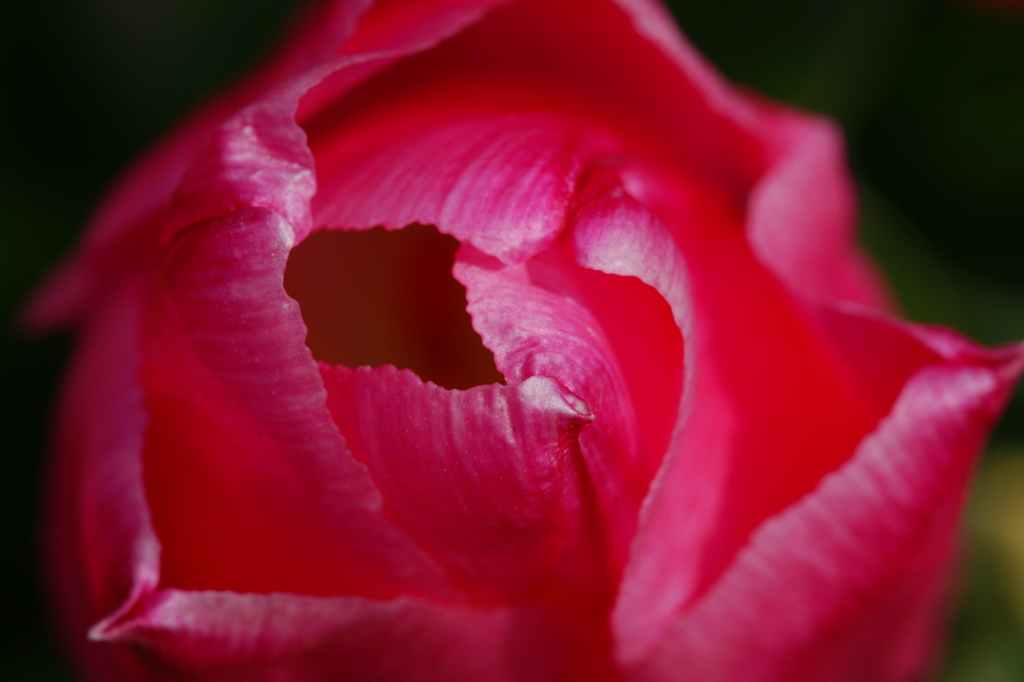 チューリップ 花菜ガーデン 2016 3/5 DSC03532