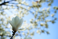 春色～白木蓮～⑦