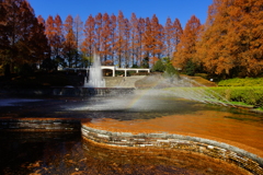 終わりに近づくメタセコイア並木の紅葉
