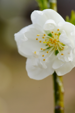 春色～花桃～⑧