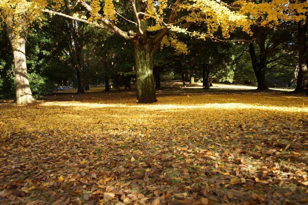 黄葉・紅葉 ぶら散歩 国営昭和記念公園 2015 11/15DSC01522