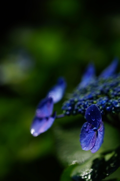 雨上がりの紫陽花 ④