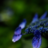 雨上がりの紫陽花 ④