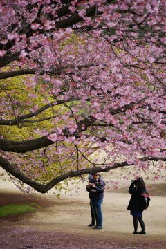 桜の樹の下で 新宿御苑 2016 3/12 DSC03816