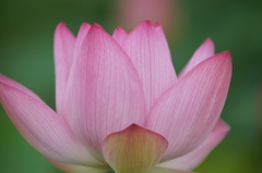 雨上がりの花菜ガーデンにて 6/27 DSC01913