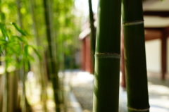 増上寺 2016 3/27 DSC07354