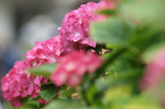 横須賀菖蒲園にて 6/6 DSC00585