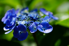 紫陽花の季節を楽しむ