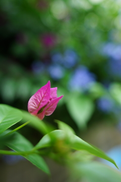 夏の朝ぶら 2016 7/16 DSC05832