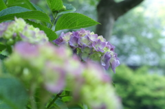 鎌倉　長谷にて②PICT2100